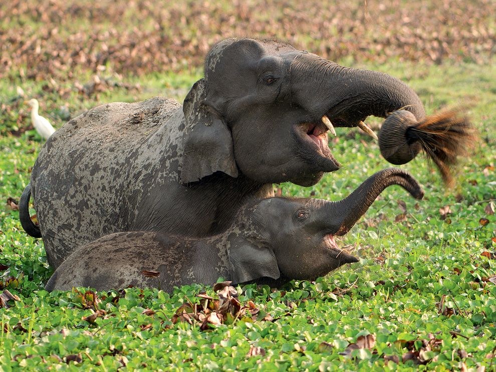 Слон и слоненок, Индия