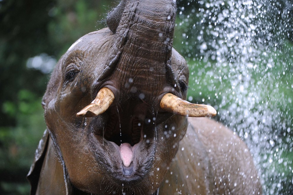 Водные процедуры у слона в зоопарке на западе Франции