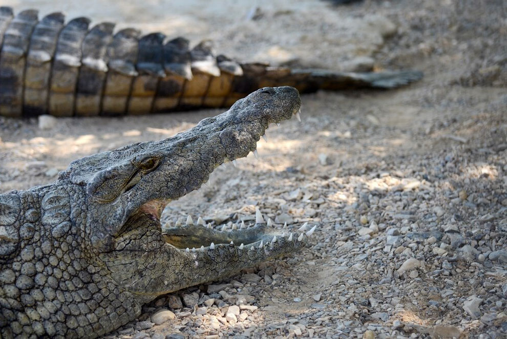 крокодилы на охоте видео на русском языке