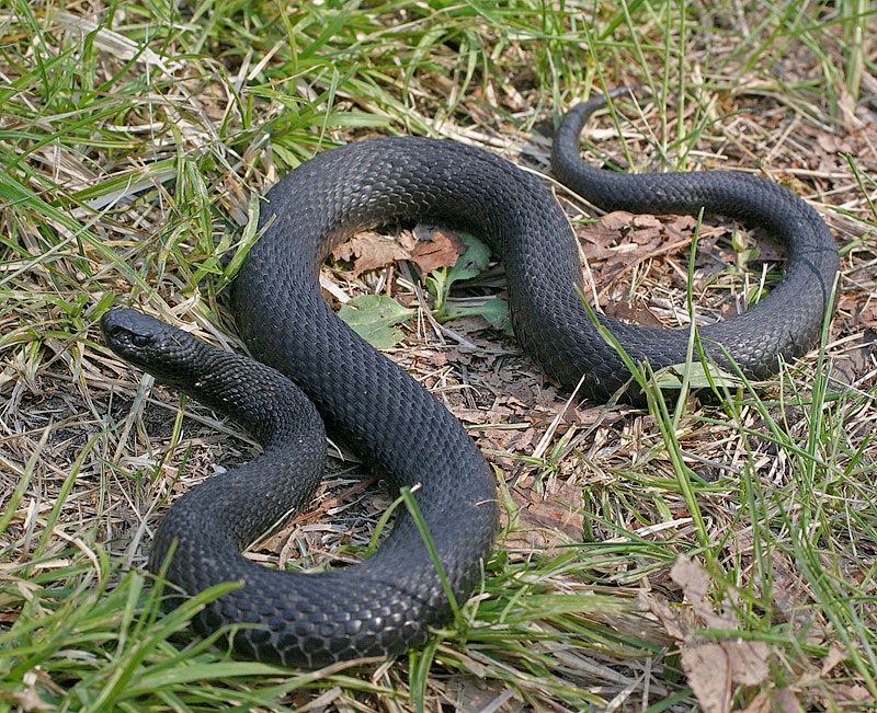 Змеи поволжья фото и описание
