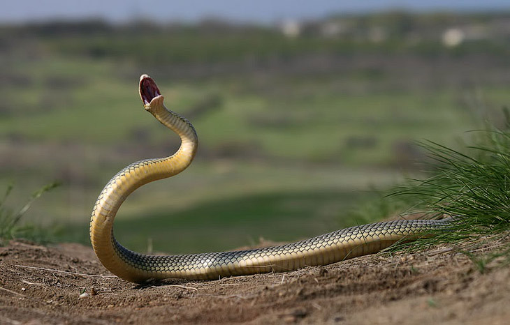 Фото кости змеи