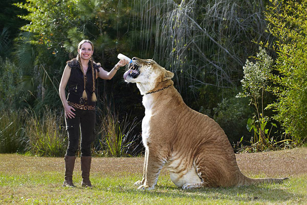 Самая большая в мире кошка