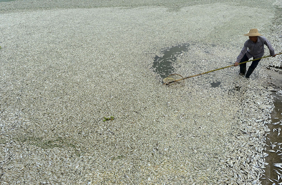 Мертвая рыба на реке Fuhe в провинции Хубэй