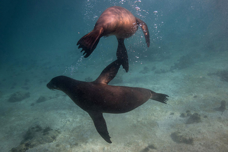 Удивительные создания на Галапагосских островах