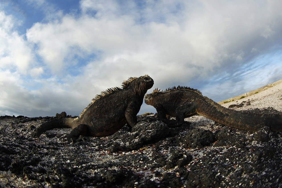Удивительные создания на Галапагосских островах