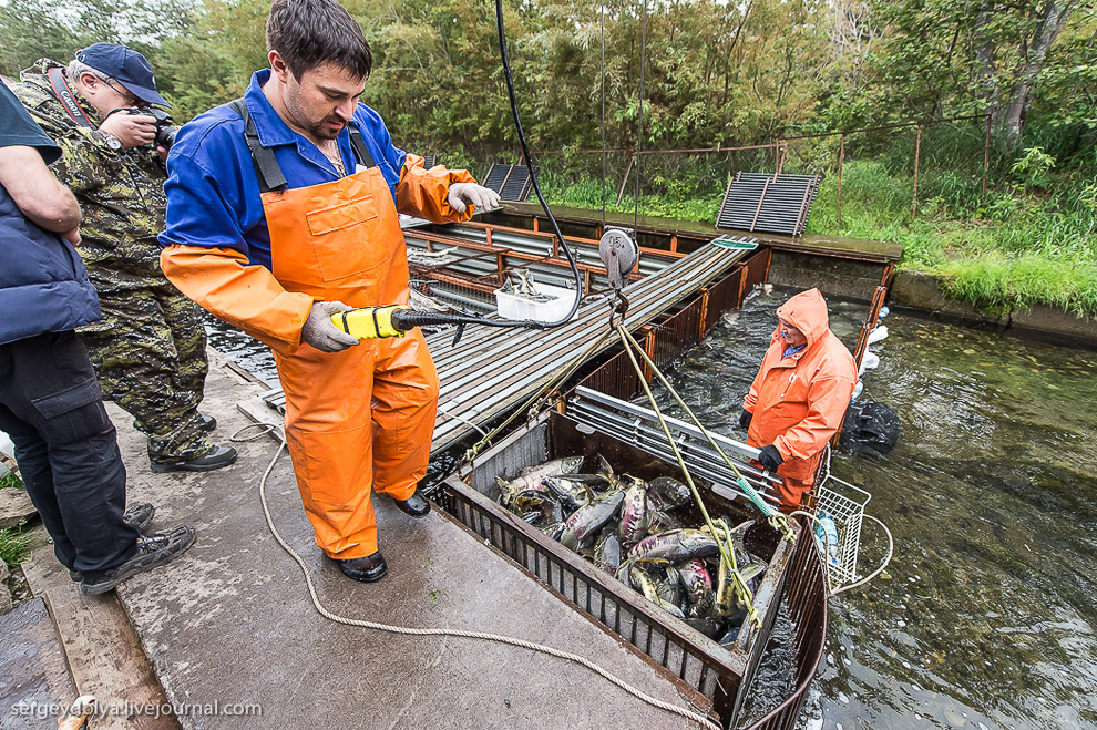 Выращивание лосося на Камчатке