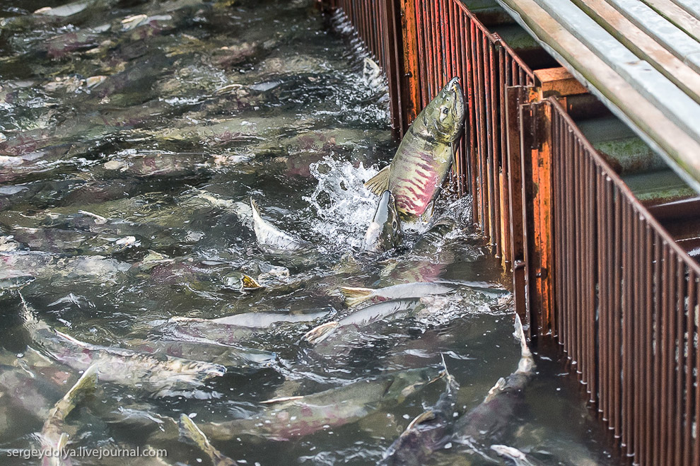 Выращивание лосося на Камчатке