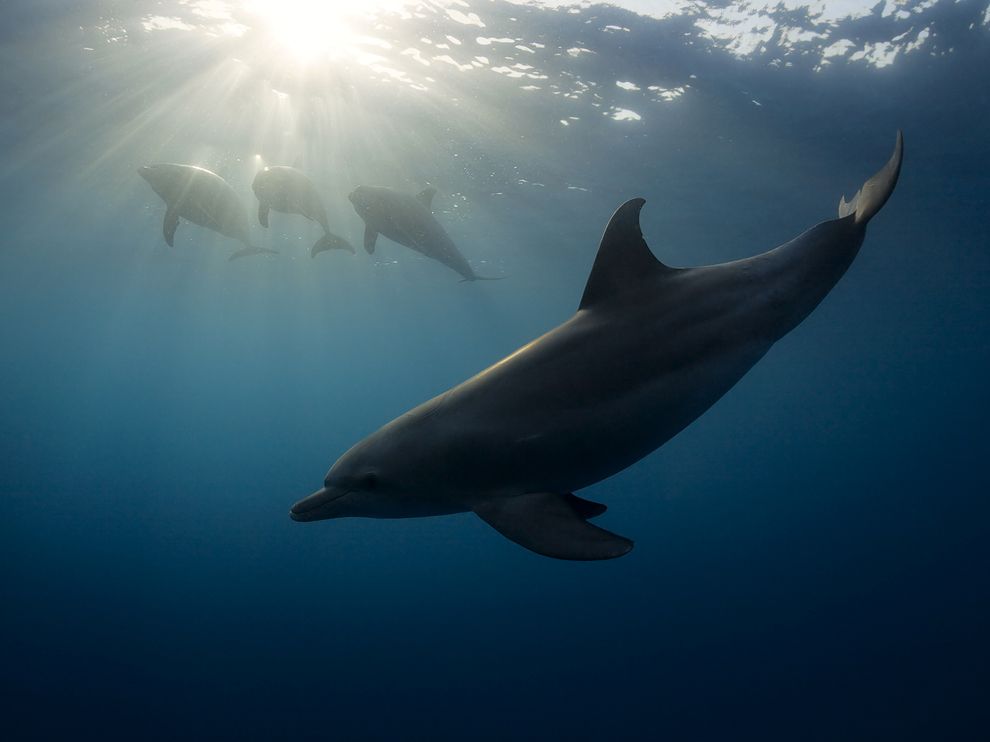 Дельфины в Красном море