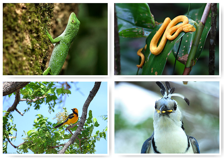 Животный мир Коста-Рики. Часть 2