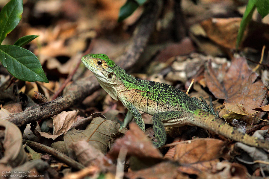 Животный мир Коста-Рики. Часть 2