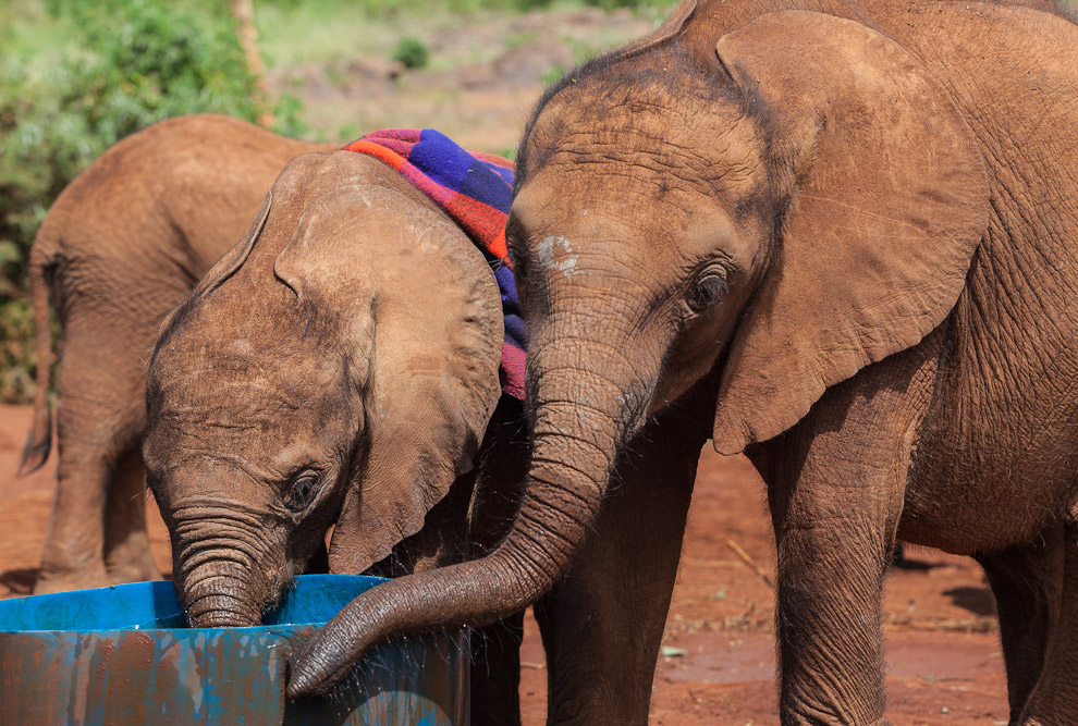 Слоновий приют в Кении