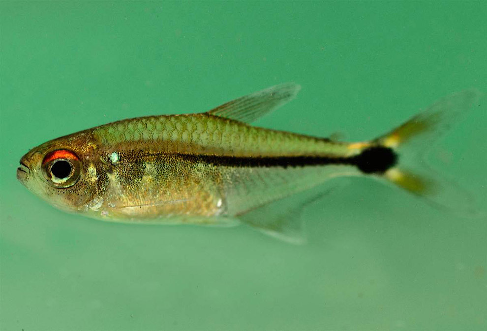 Это один из 11 новых видов рыб, обнаруженных во время экспедиции