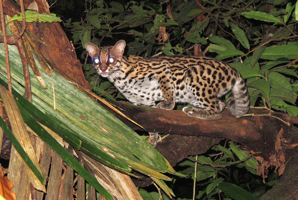 Длиннохвостая кошка (Leopardus wiedii)
