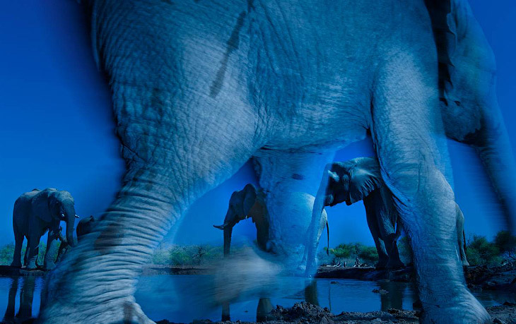 Победители Конкурса фотографий дикой природы 2013
