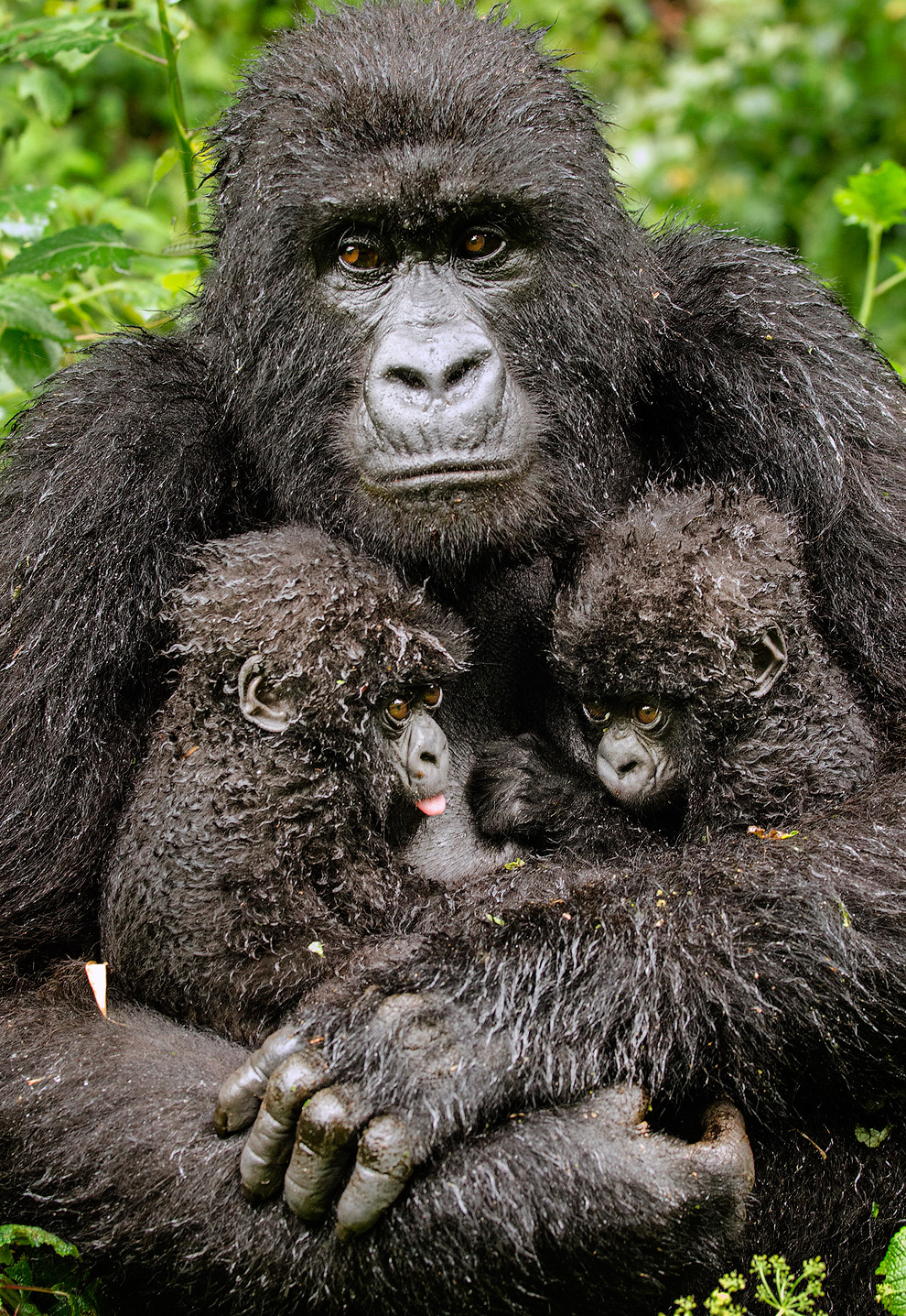 Семья горилл