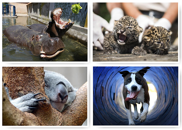 Животные в фотографиях