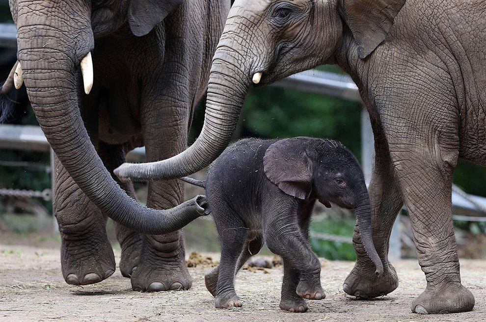 Семья слонов