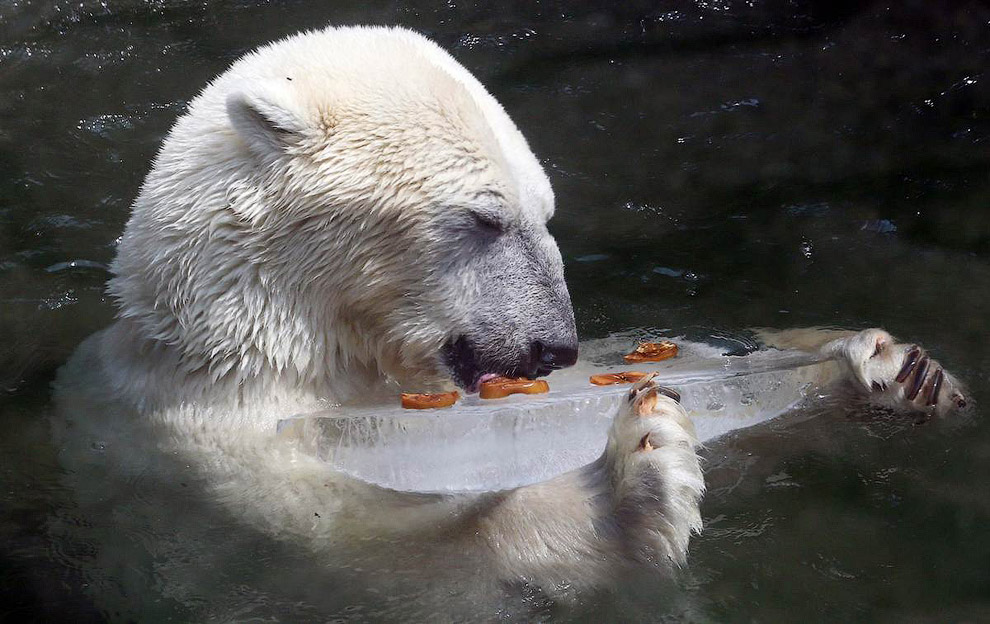 Белому медведю жарко, и он пытается охладиться и лижет лед