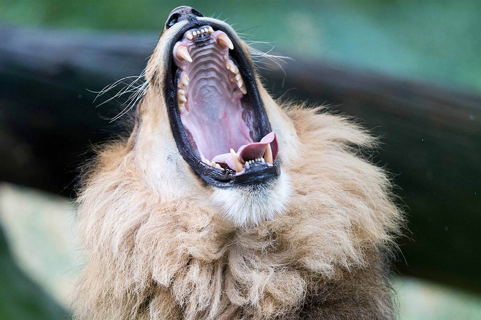 Лев зевает в зоопарке в Берлине, Германия