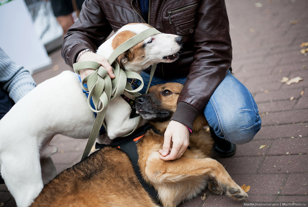 Выставка собак из московских приютов