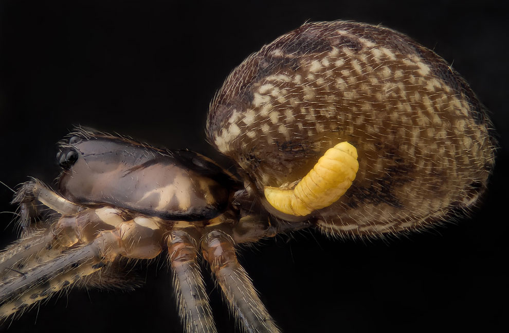 5-кратное увеличение паука ткача, на котором находится личинка осы