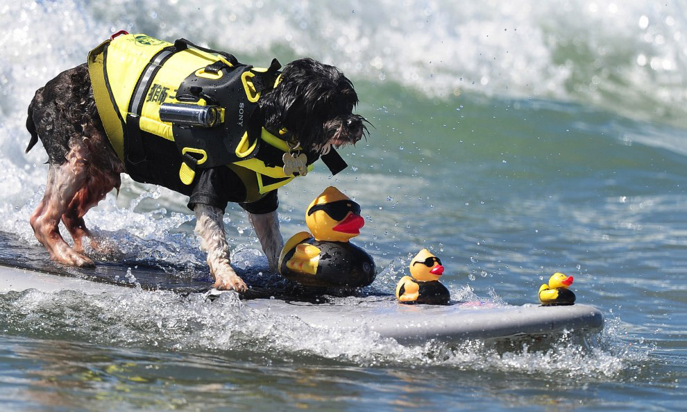 Собачий серфинг в Калифорнии