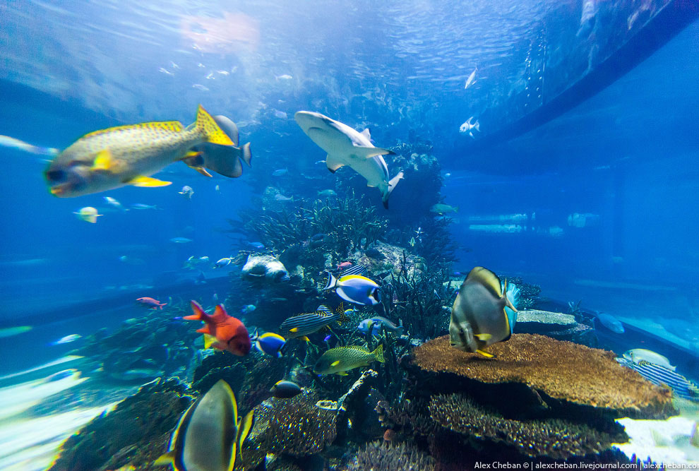 Подводный ресторан в Дубае