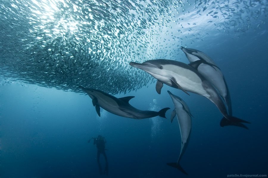 Дельфины на охоте