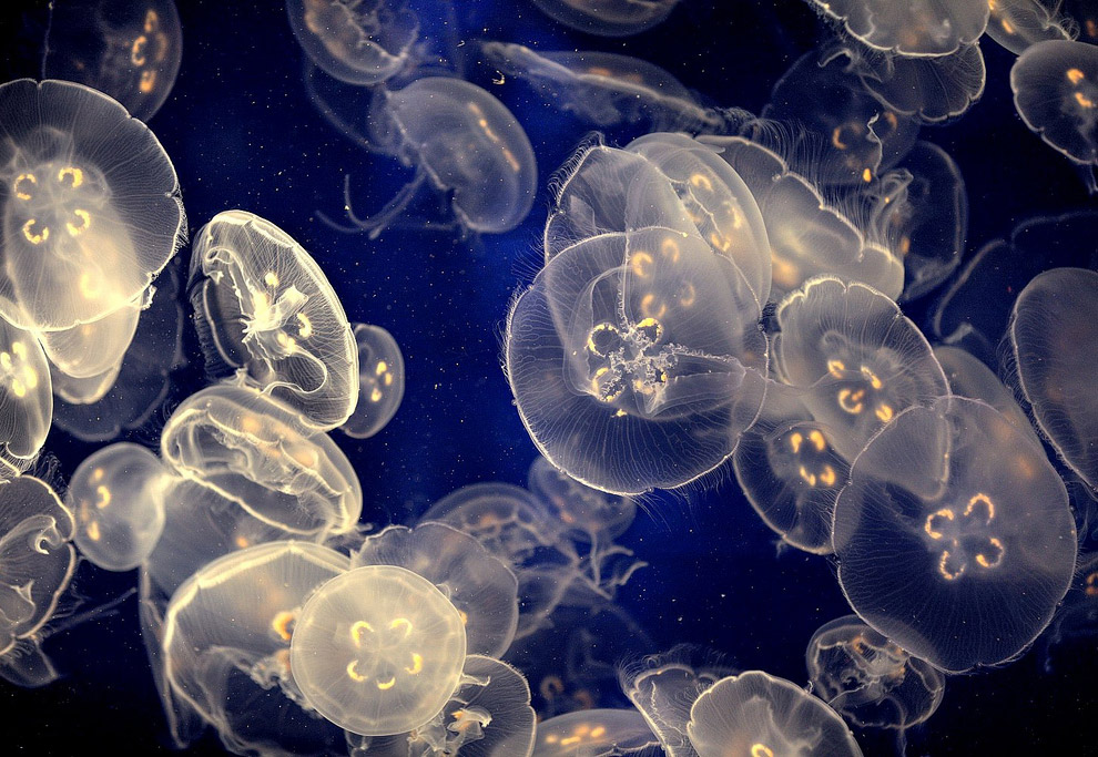 В начале весны в бухте Балаклавы, что под Севастополем, можно было наблюдать необычный феномен — всю ее акваторию заполонили медузы. Миллиарды аурелий превратили воды бухты в сплошной белый студень