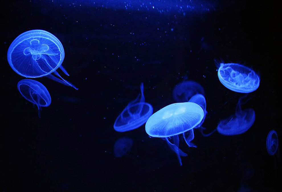 Медузы плавают в аквариуме в научном центре Кувейта