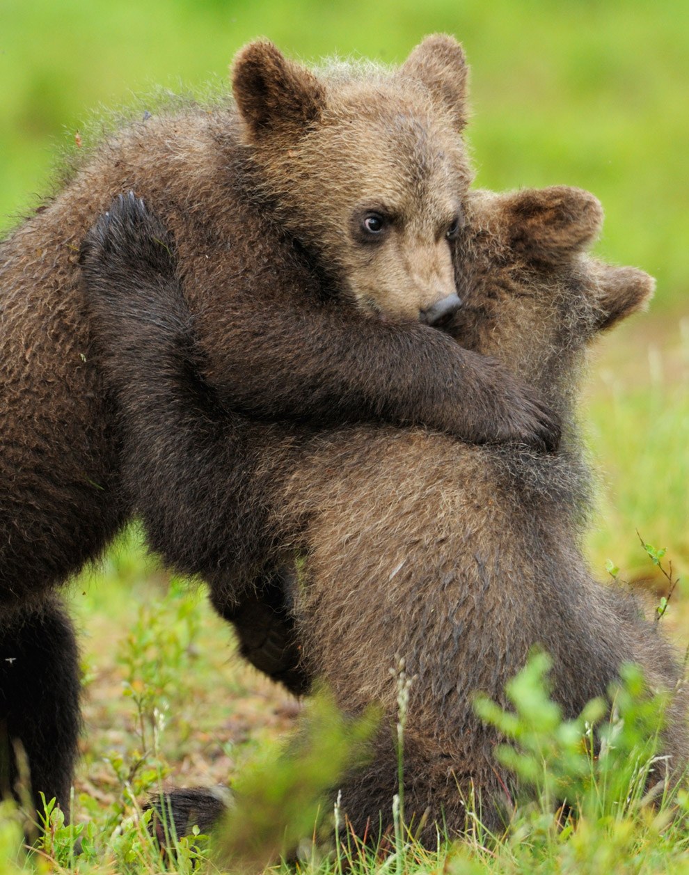 Бурые медведи из финских лесов