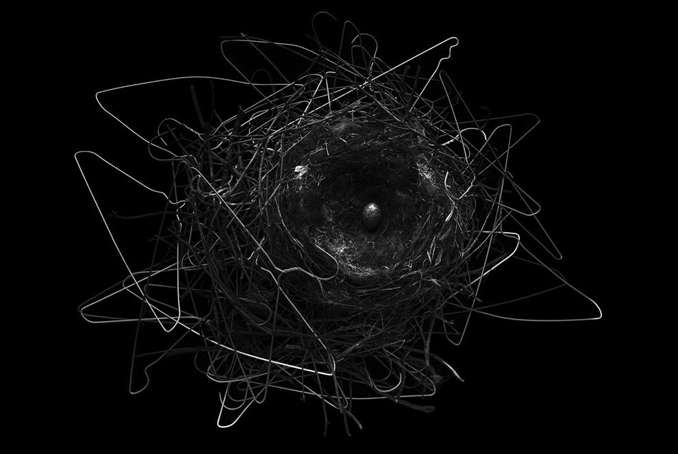 Умные вороны таскают у живущих неподалеку людей металлические вешалки и делают из них гнезда — настоящие произведения искусства