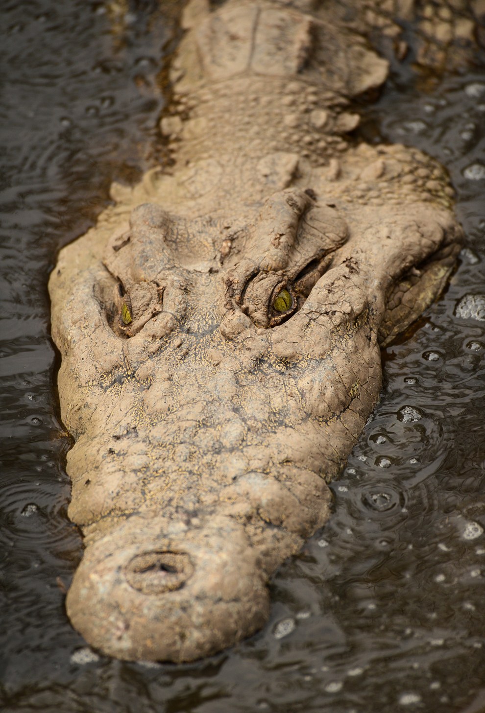 Большой нильский крокодил медленно погружается в мутные воды реки в Национальном парке Серенгети в Танзании. Он поджидает свою добычу