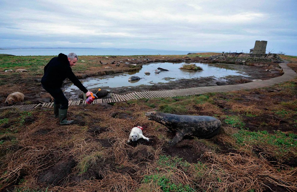 Переписчики местного населения покрывают тюленей специальным красящим веществом