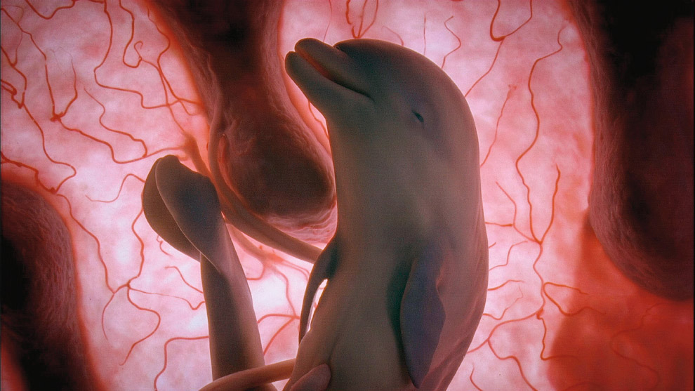 Дельфин. У детеныша уже начинают образовываться крошечные зубы и хвост