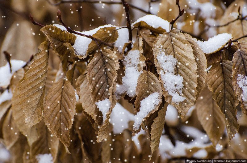 Снежные листики в Бад-Ишль