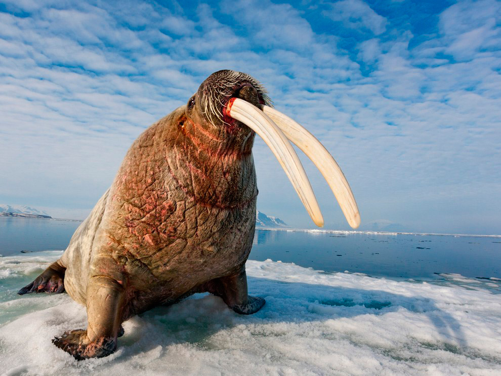 Атлантический морж, Норвегия