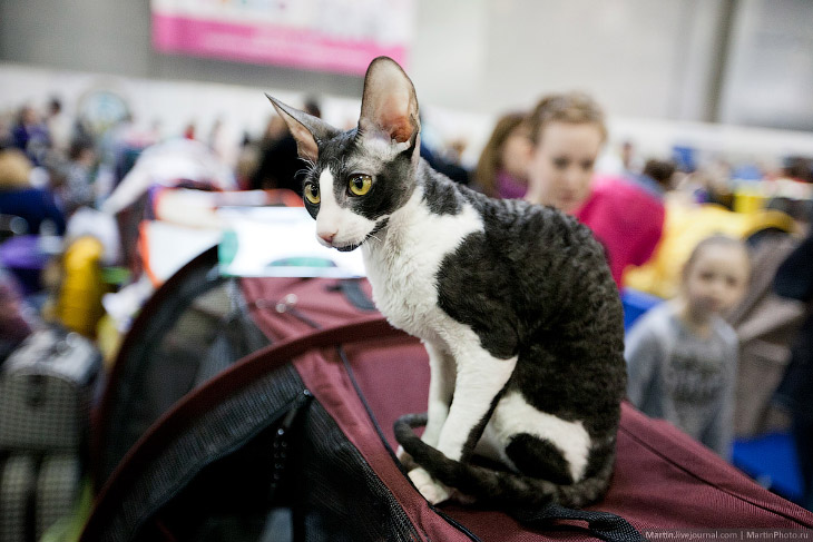 Международная выставка кошек Кэтсбург 2014