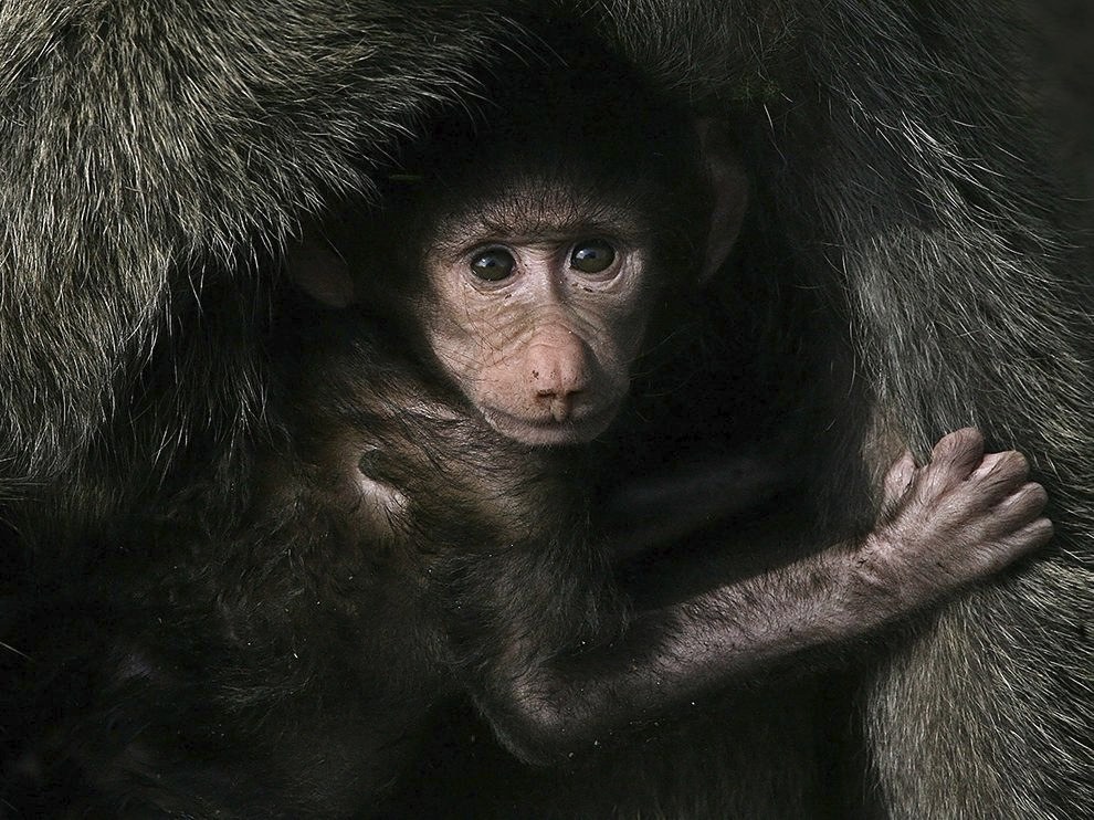 Малыш бабуина в заповеднике в Кении