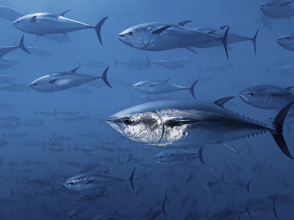 Голубые тунцы в Средиземноморье