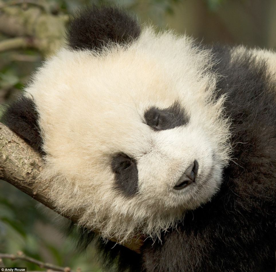 Как научить панду лазать по деревьям