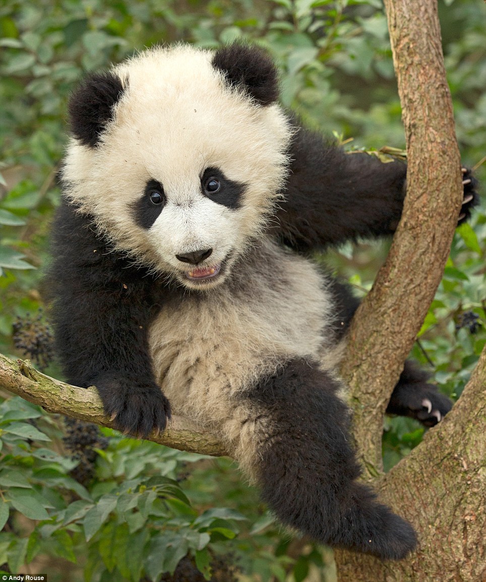Как научить панду лазать по деревьям