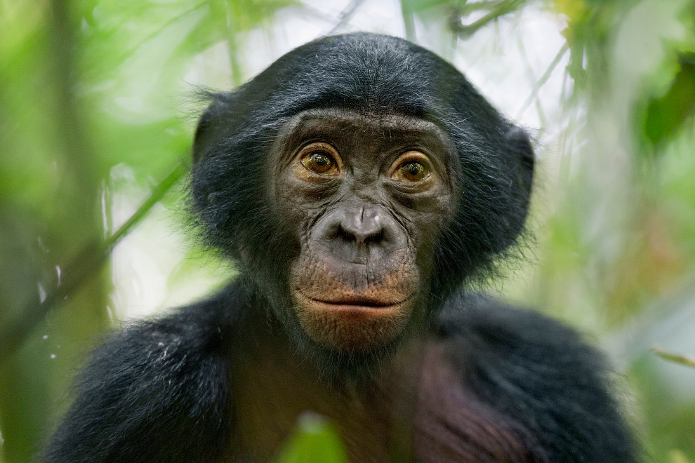 Фотография бонобо из заповедника в Демократической Республике Конго