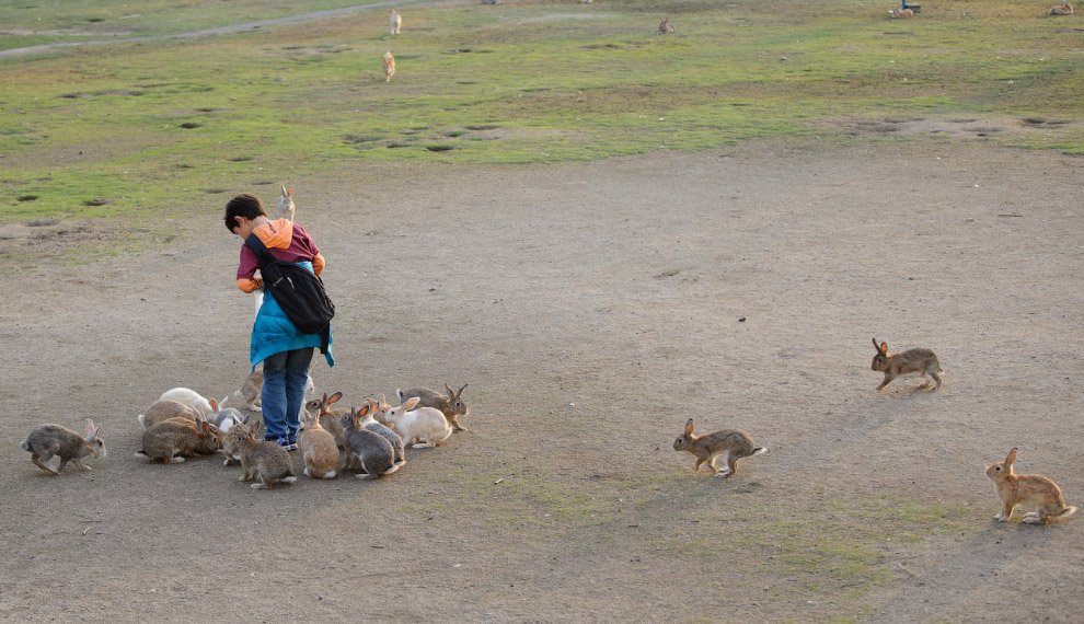 Тайны Острова кроликов в Японии
