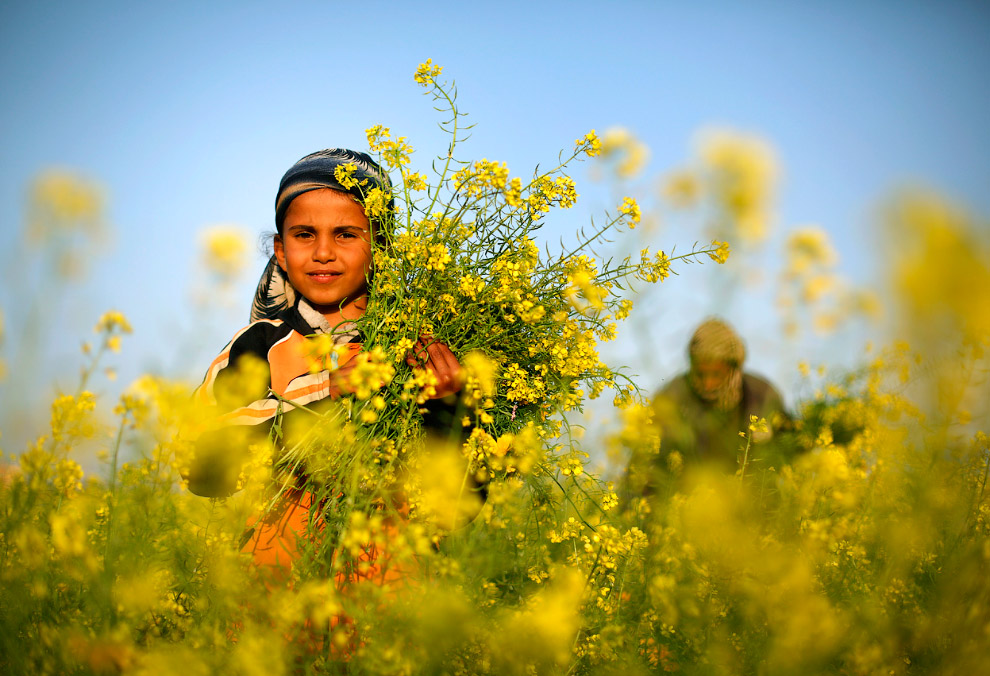 Дикорастущие весенние цветы в Палестине