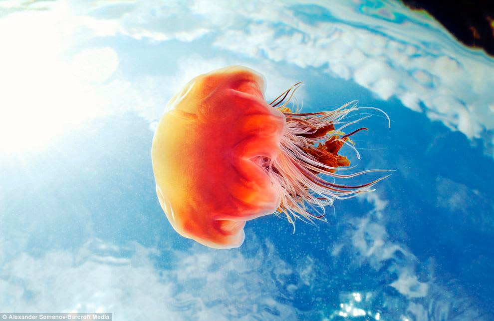 Львиная грива или волосистая Цианея — самая крупная из всех известных видов медуз