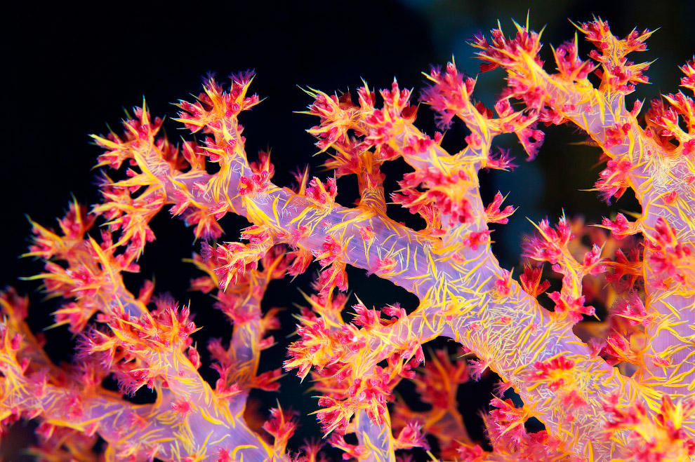 Мягкий коралл Дендронефтия (Dendronephthya sp.)