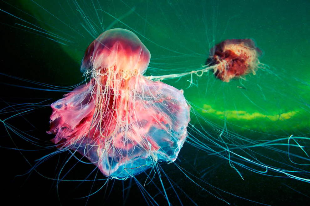 Две медузы Львиная грива в Белом море, Россия