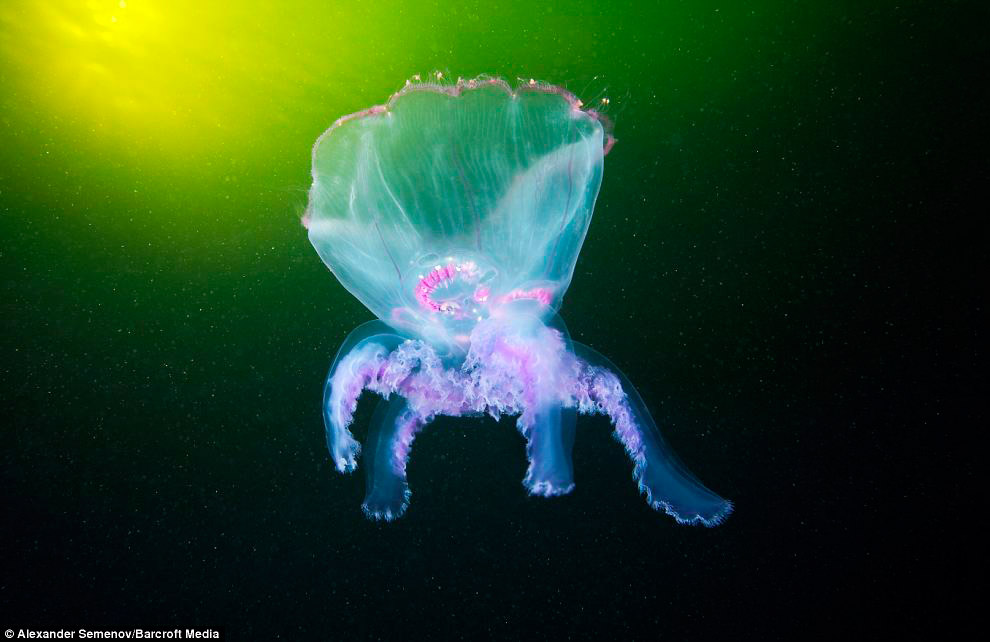 Лунная медуза (Moon jellyfish) в Белом море, Россия