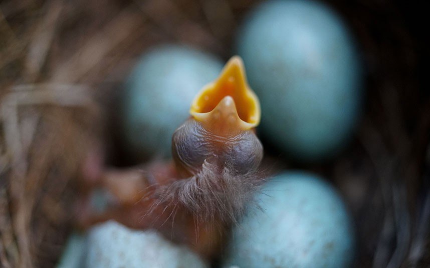Птенец дрозда в гнезде во Франкфурте-на-Майне, Германия